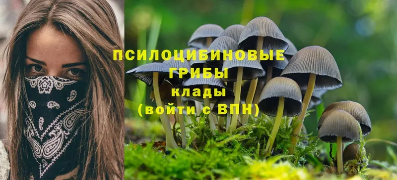 Псилоцибиновые грибы Cubensis Стрежевой